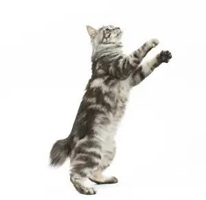 090517: Kurilian Bobtail Cat standing on hind legs