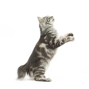 090517: Kurilian Bobtail Cat standing on hind legs