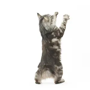 090517: Kurilian Bobtail Cat standing on hind legs