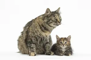 Docked: Kurilian Bobtail Cats in the studio