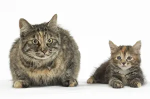 Docked: Kurilian Bobtail Cats in the studio