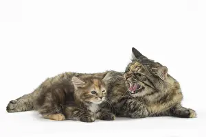 Docked: Kurilian Bobtail Cats in the studio
