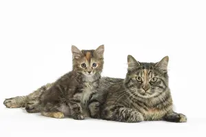 Docked: Kurilian Bobtail Cats in the studio