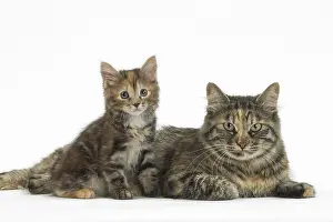 Docked: Kurilian Bobtail Cats in the studio