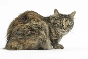 Docked: Kurilian Bobtail Cats in the studio