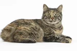Docked: Kurilian Bobtail Cats in the studio