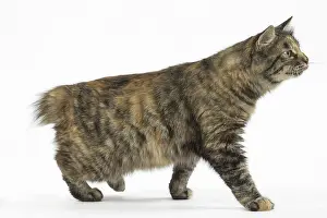 Docked: Kurilian Bobtail Cats in the studio
