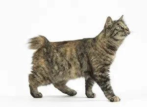 Docked: Kurilian Bobtail Cats in the studio