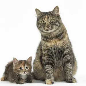 Docked: Kurilian Bobtail Cats in the studio