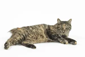 Docked: Kurilian Bobtail Cats in the studio