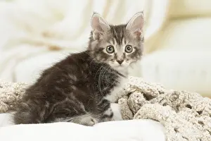 Bobtails: Kurilian Bobtail kitten indoors