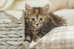 Bobtails: Kurilian Bobtail kitten indoors