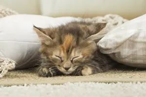 Dreams: Kurilian Bobtail kitten indoors