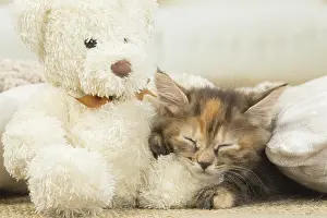 Dreams: Kurilian Bobtail kitten indoors