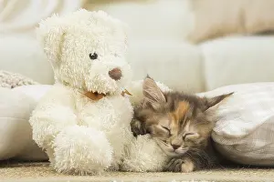 Dreams: Kurilian Bobtail kitten indoors