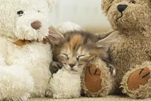 Dreams: Kurilian Bobtail kitten indoors