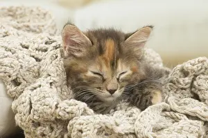 Dreams: Kurilian Bobtail kitten indoors