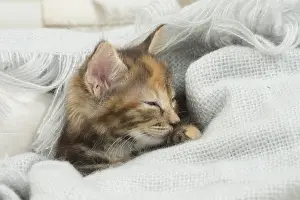 Dreams: Kurilian Bobtail kitten indoors