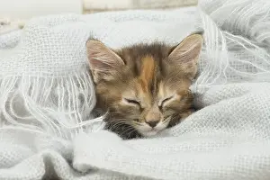 Dreams: Kurilian Bobtail kitten indoors