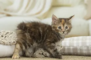 Docked: Kurilian Bobtail kitten indoors