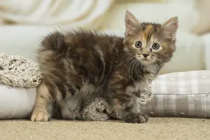 Docked: Kurilian Bobtail kitten indoors