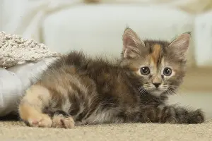 Docked: Kurilian Bobtail kitten indoors