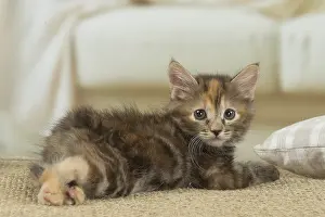 Docked: Kurilian Bobtail kitten indoors