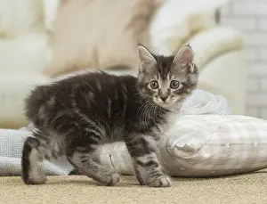 Docked: Kurilian Bobtail kitten indoors