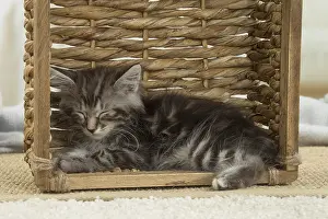 Docked: Kurilian Bobtail kitten indoors