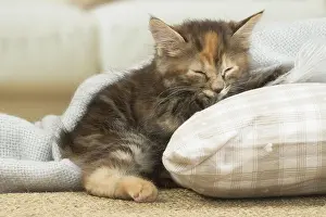 Docked: Kurilian Bobtail kitten indoors