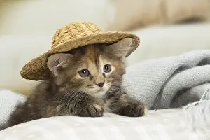 Bobtails: Kurilian Bobtail kitten indoors