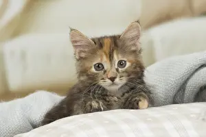 Bobtails: Kurilian Bobtail kitten indoors