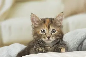 Bobtails: Kurilian Bobtail kitten indoors