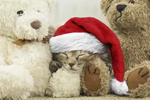 Napping: Kurilian Bobtail kitten indoors with teddy bears