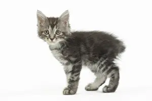 Cute Kittens By Jean-Michel Labat: Kurilian Bobtail kitten in the studio