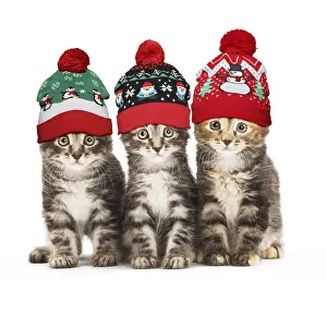 151119: Kurilian Bobtail kittens in Christmas bobble hats