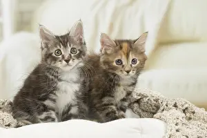 Bobtails: Kurilian Bobtail kittens indoors