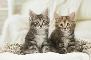 Bobtails: Kurilian Bobtail kittens indoors