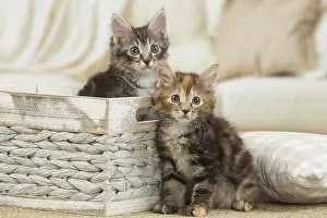 Bobtails: Kurilian Bobtail kittens indoors