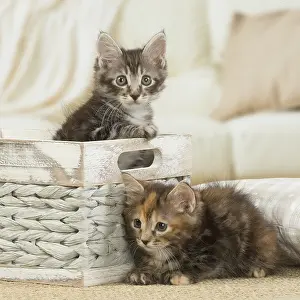 Bobtails: Kurilian Bobtail kittens indoors