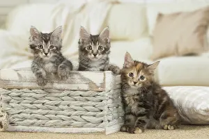 Bobtails: Kurilian Bobtail kittens indoors