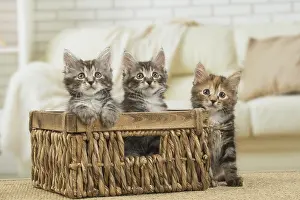 Bobtails: Kurilian Bobtail kittens indoors