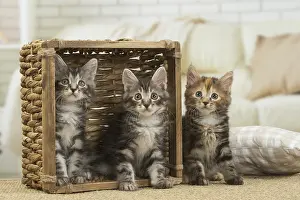 Bobtails: Kurilian Bobtail kittens indoors