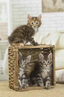 Bobtails: Kurilian Bobtail kittens indoors