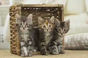 Bobtails: Kurilian Bobtail kittens indoors