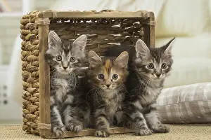Bobtails: Kurilian Bobtail kittens indoors