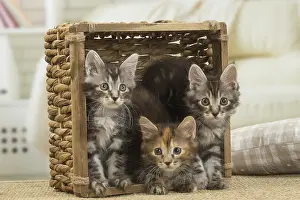 Bobtails: Kurilian Bobtail kittens indoors