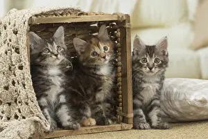 Bobtails: Kurilian Bobtail kittens indoors