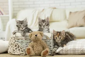 Bobtail: Kurilian Bobtail kittens indoors