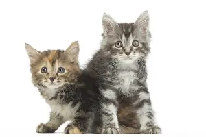 Cute Kittens By Jean-Michel Labat: Kurilian Bobtail kittens in the studio
